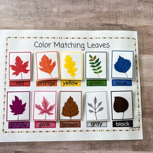 May include: Color matching leaves educational activity with 10 different colored leaves and their corresponding color names: red, orange, yellow, green, blue, purple, pink, brown, gray, and black.