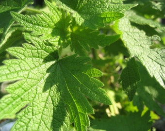 Motherwort  Tincture