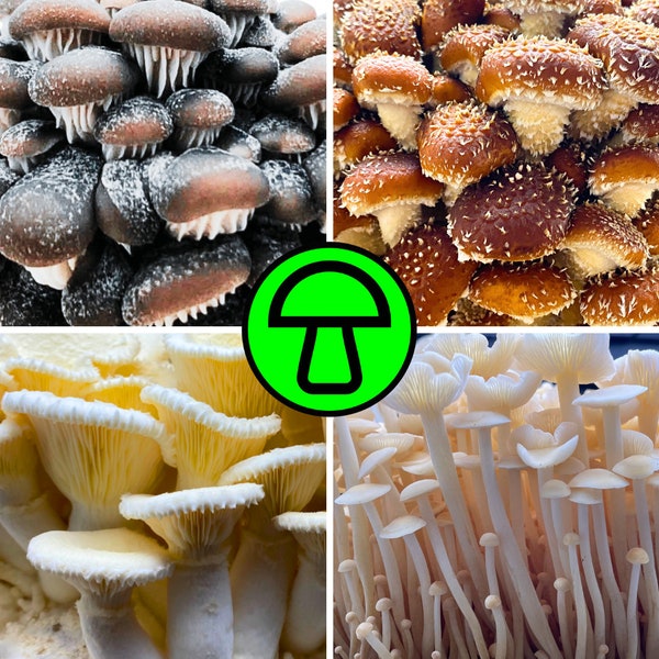 Flüssigmyzel 10ml | Pilze züchten | Pilzzucht | Flümy | Pilzkultur