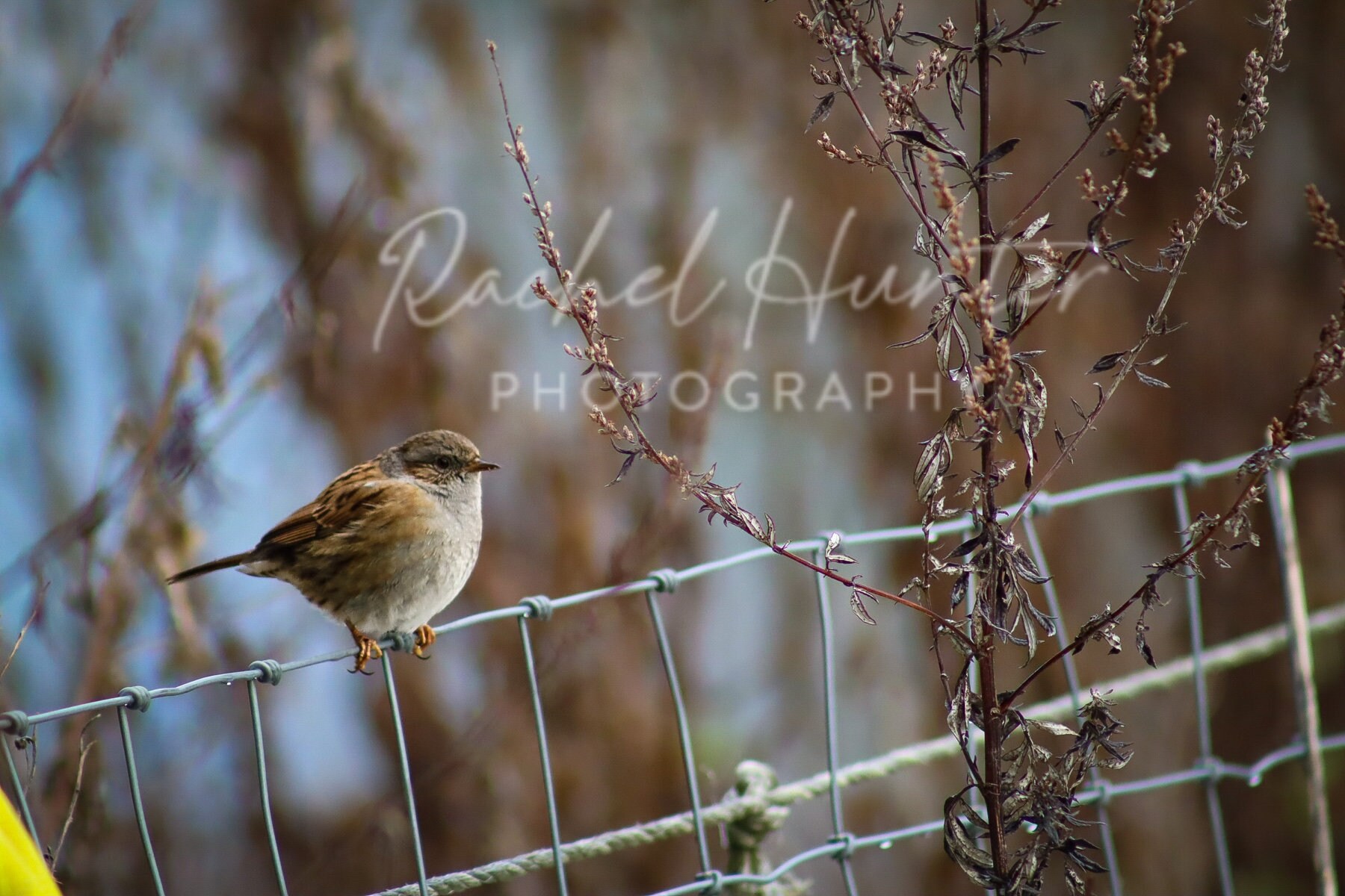 A bird on a wire fence Etsy