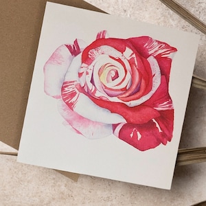Rose card, botanical watercolour, botanical rose, Rose valentine's day card, Rose greeting, Pink and white Rose.