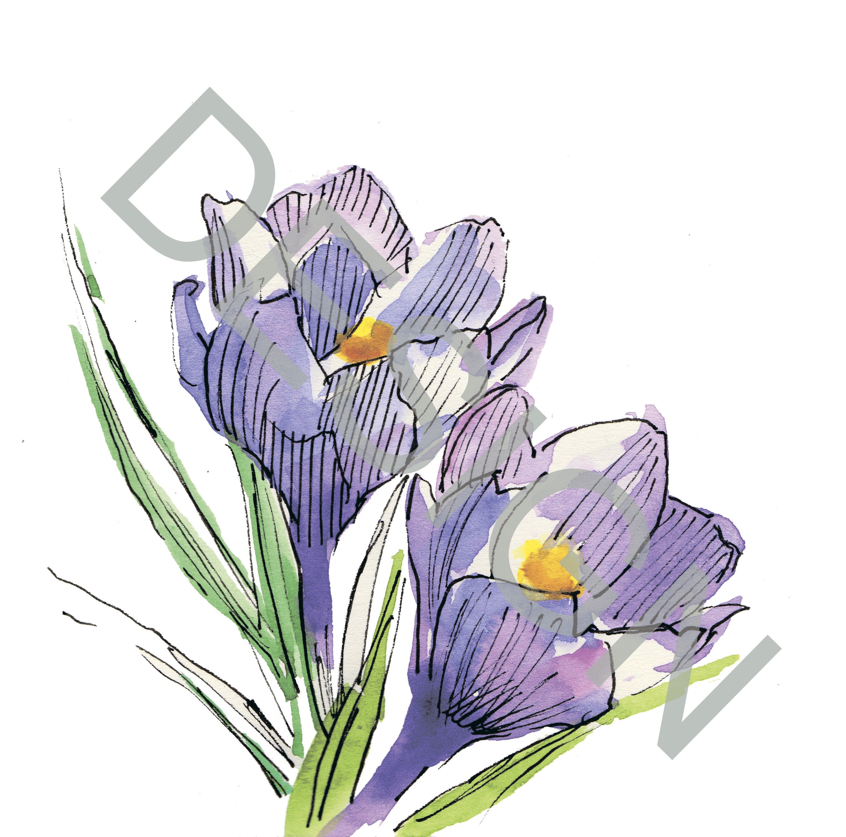 Crocus Digital Design Flower Design Crocus PNG Flower PNG Etsy
