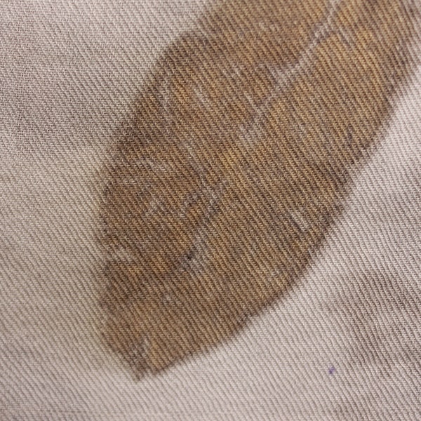 Lotus Flower Plant Etsy