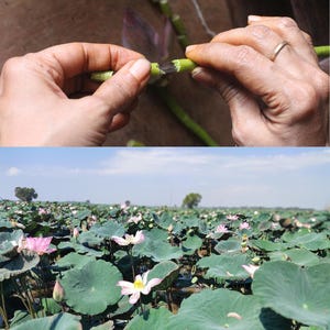 Puede incluir: Se muestran las manos de una persona pelando la capa exterior de un tallo de loto verde. La segunda imagen muestra un campo de flores de loto rosas en flor.