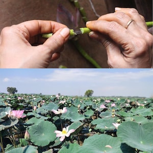 Puede incluir: Se muestran las manos de una persona pelando la capa exterior de un tallo de loto verde. La segunda imagen muestra un campo de flores de loto rosas en flor.