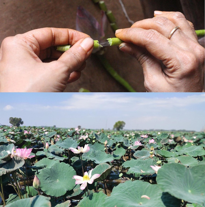 Puede incluir: Se muestran las manos de una persona pelando la capa exterior de un tallo de loto verde. La segunda imagen muestra un campo de flores de loto rosas en flor.