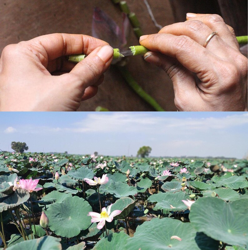 May include: A person's hands are shown peeling the outer layer of a green lotus stem. The second image shows a field of pink lotus flowers in bloom.