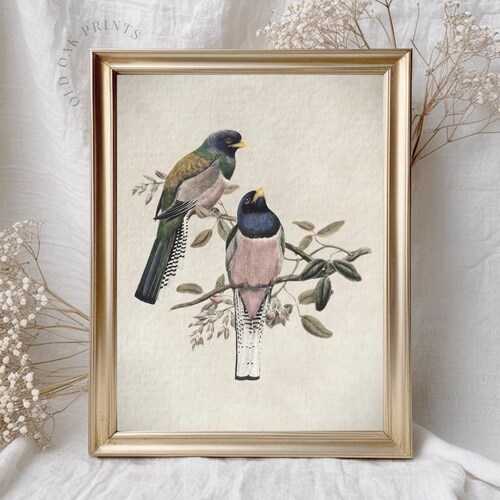 Lámina vintage de pájaro cantor: decoración de habitación infantil rústica (descarga digital)