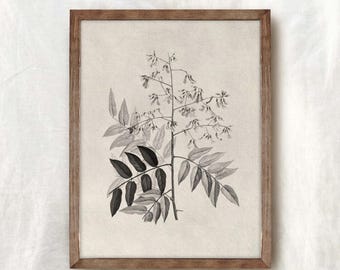 Impresión de boceto botánico vintage: Arte mural rústico de granja (descarga digital)