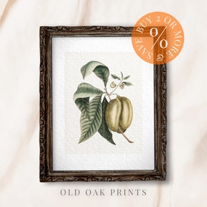 Vintage Botanical Drawing, Pawpaw Fruit Painting, Remastered PRINTABLE Digital Art, Farmhouse Kitchen Shelf Decor, Kitchen Wall Art | 410