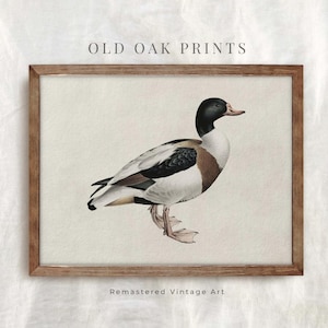 Vintage Mallard Duck Drawing | Farmhouse Décor PRINTABLE Digital Download | Nursery Decor | 278