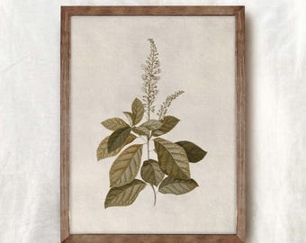 Vintage Botanical Print | Green Cottagecore Wall Art | Rustic Farmhouse Decor PRINTABLE | 155