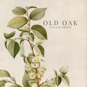 Spring Gallery Wall Set | Vintage Muted Green Neutral Tone Prints ...