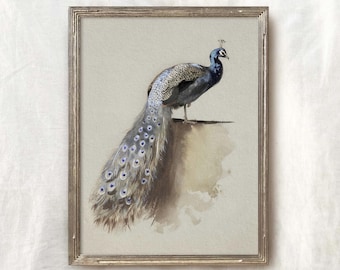 Op de afbeelding: Een vintage illustratie van een pauw met blauwe en groene veren. De pauw staat op een rots met zijn staartveren uitgespreid erachter. De illustratie is ingelijst in een gouden lijst en heeft de tekst "Old Oak Prints" bovenaan en "Remastered Vintage Art" onderaan.