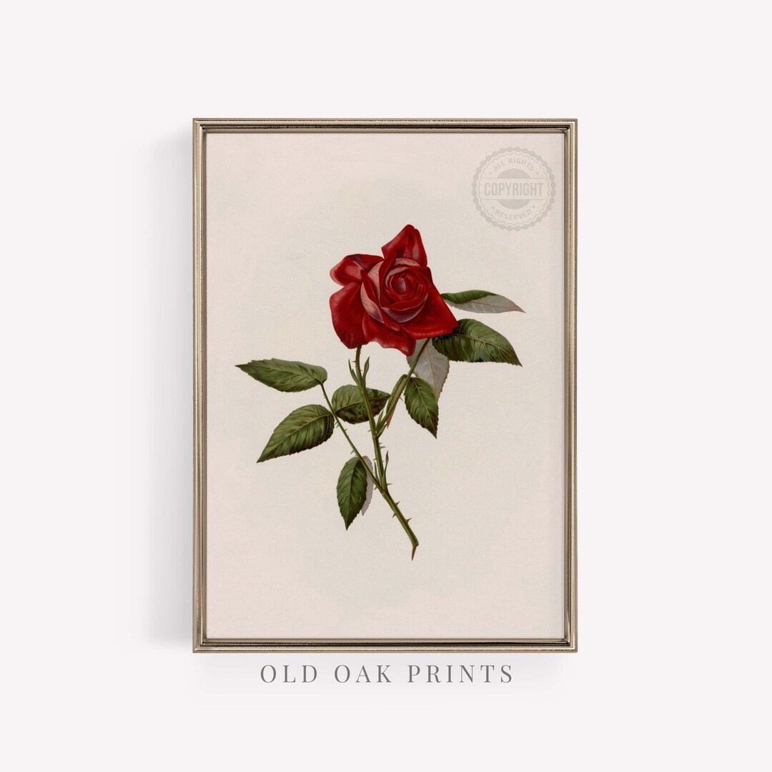Vintage Red Rose Flower Print: Farmhouse Cottagecore Wall Art (digital ...