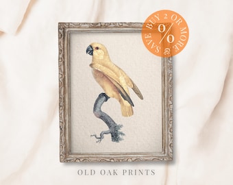 Op de afbeelding: Een ingelijste illustratie van een gele papegaai die op een tak zit. De print is in een rustieke houten lijst met een witgeschilderde afwerking. De tekst "OLD OAK PRINTS" staat onder de lijst.