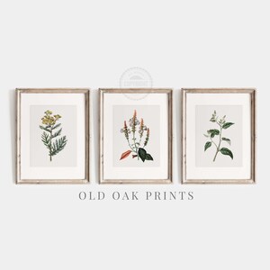 PRINTABLE Gallery Wall Set of 3, Vintage Wild Flower Prints, Botanical Digital Art, French Country House Decor, Botanical Art | 117-S3