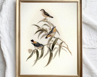 Op de afbeelding: Een vintage illustratie van drie vogels die op een tak van een boom zitten met witte bloemen. De vogels zijn bruin, zwart en geel met witte accenten. De illustratie is ingelijst in een gouden lijst.