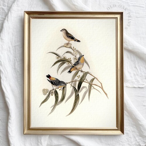 Impresión de pájaros vintage de estilo Cottagecore / Decoración de pared de estilo rústico botánico / IMPRIMIBLE digitalmente / 126