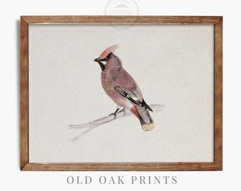 Op de afbeelding: Een aquarel van een zijdeachtige wasvogel die op een tak zit. De vogel is bruin, roze en wit met een zwart oog en een rode kuif. De achtergrond is lichtbeige.
