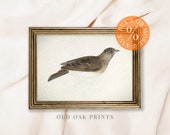 Vintage Bird Watercolor Painting: Farmhouse Wall Art (Printable Digital Download)