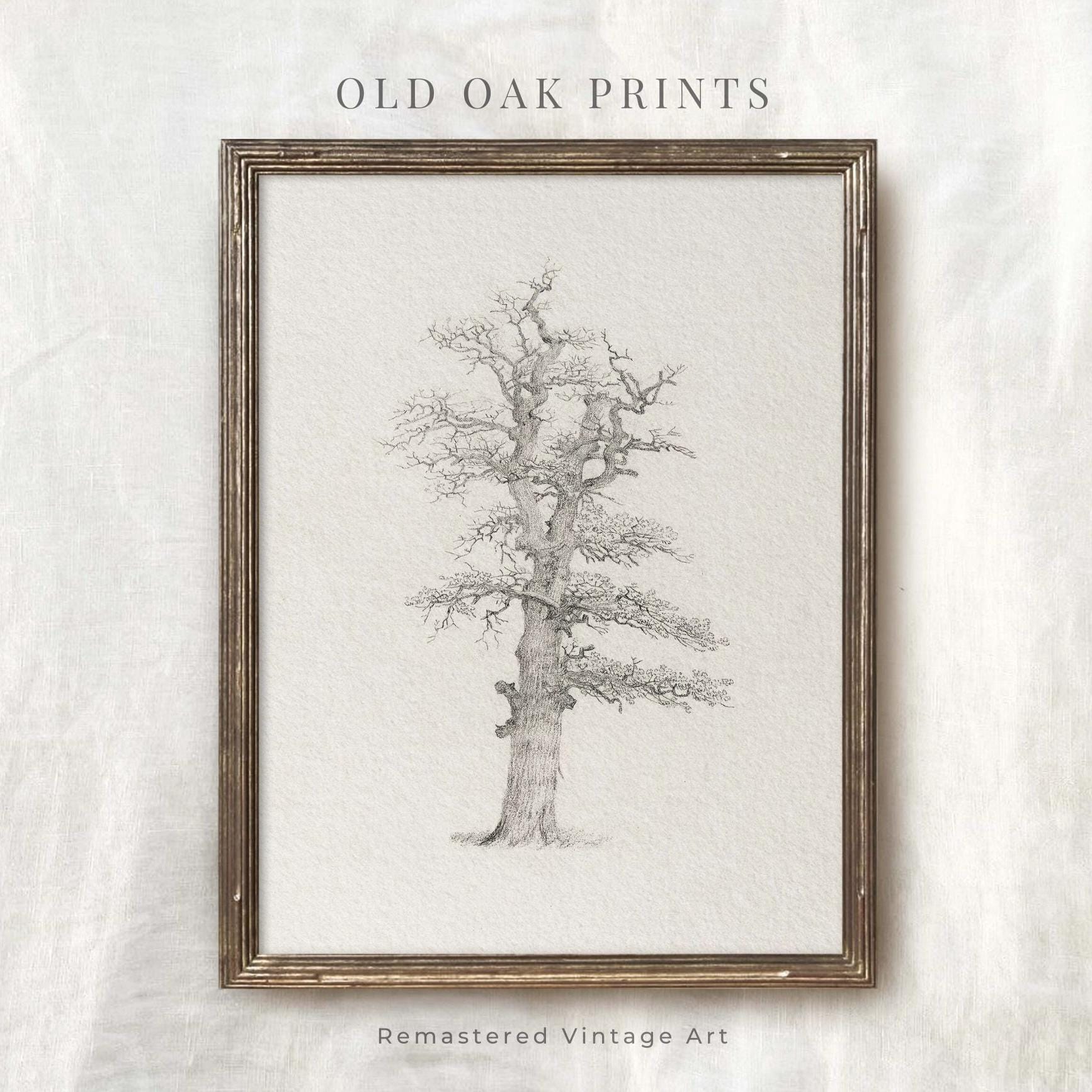 Rustic Draw Antique Oak Tree Drawing: Rustic Farmhouse Art (printable Digital ...