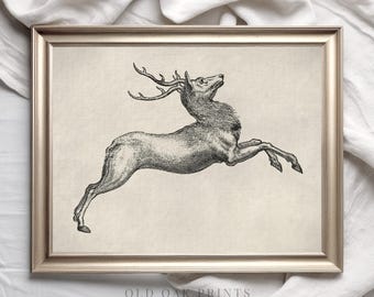 Könnte beinhalten: Eine Schwarzweiß-Vintage-Illustration eines Hirsches mit großen Geweihen, der in der Luft springt. Der Hirsch ist nach rechts gerichtet und hat einen langen, schlanken Körper. Das Bild ist vor einem schlichten weißen Hintergrund platziert.