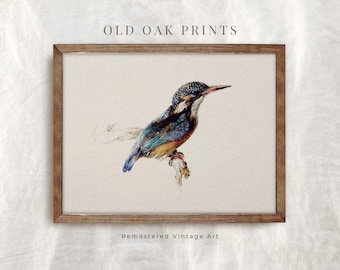 Op de afbeelding: Een ingelijste aquarelprint met een kleurrijke ijsvogel die op een tak zit. De vogel heeft blauwe, groene en bruine veren. De lijst is warm bruin van kleur. De tekst "OLD OAK PRINTS" en "Remastered Vintage Art" zijn zichtbaar.
