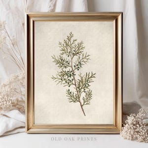 Vintage Botanical Print | Antique Berry Country Farmhouse Watercolor | Digital PRINTABLE | 460