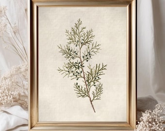 Vintage botanische Druck | Antike Beere Land Bauernhaus Aquarell | Digital DRUCKBAR | 460