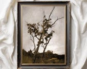 Vintage Tree Painting Remastered Art PRINTABLE Wall Decor Modern Farmhouse Tree Study | 1308