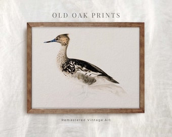 Op de afbeelding: Een vintage illustratie van een bruine en witte eend met een blauwe snavel, ingelijst in een bruin houten lijst. De print is getiteld "Old Oak Prints" en heeft de tekst "Remastered Vintage Art" onder de lijst.