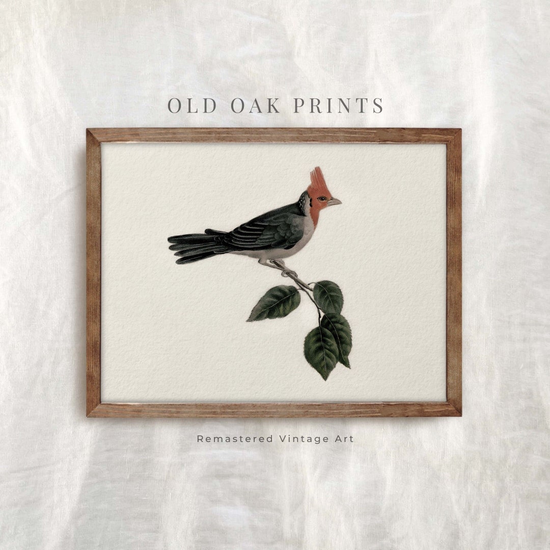 Vintage Bird Art Print Antique Country Farmhouse Wall Decor - Etsy