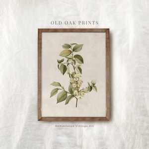 Spring Gallery Wall Set | Vintage Muted Green Neutral Tone Prints ...