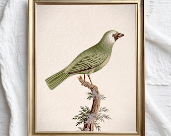 Op de afbeelding: Een vintage illustratie van een groene vogel die op een tak zit met bruine schors en groene bladeren. De vogel heeft een witte kop en een lange, puntige snavel.