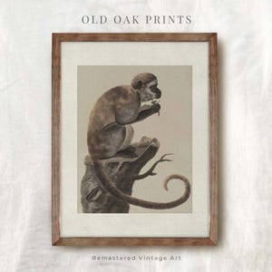 Capuchin Monkey | Vintage Zoo Animal Sketch | Farmhouse Wall Décor PRINTABLE Download | 508