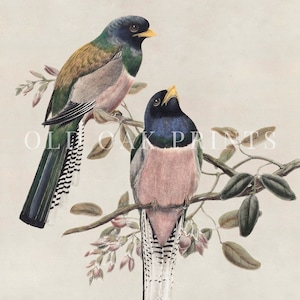 Vintage Song Bird Nursery Decor for Girls Room Bird on a Branch Farmhouse Print PRINTABLE Digital 279 image 4