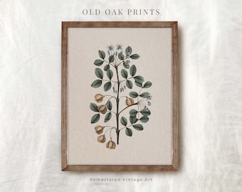 Vintage botanische Druck | Antike Beere Land Bauernhaus Aquarell | Digital DRUCKBAR | 134