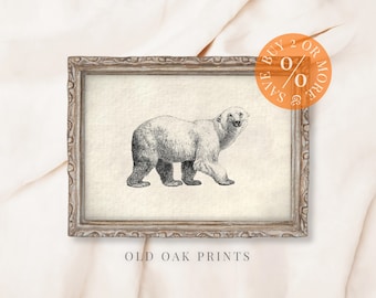 Vintage Polar Bear Drawing: Remastered Animal Print (Digital Download)