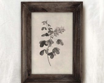 Vintage Botanical Print: Antique Farmhouse Floral Art (Printable)