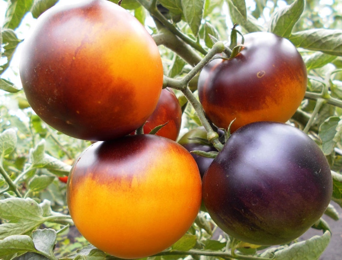 Tomatensamen gelb seltene Sammlung Tomaten gelb Bio Etsy