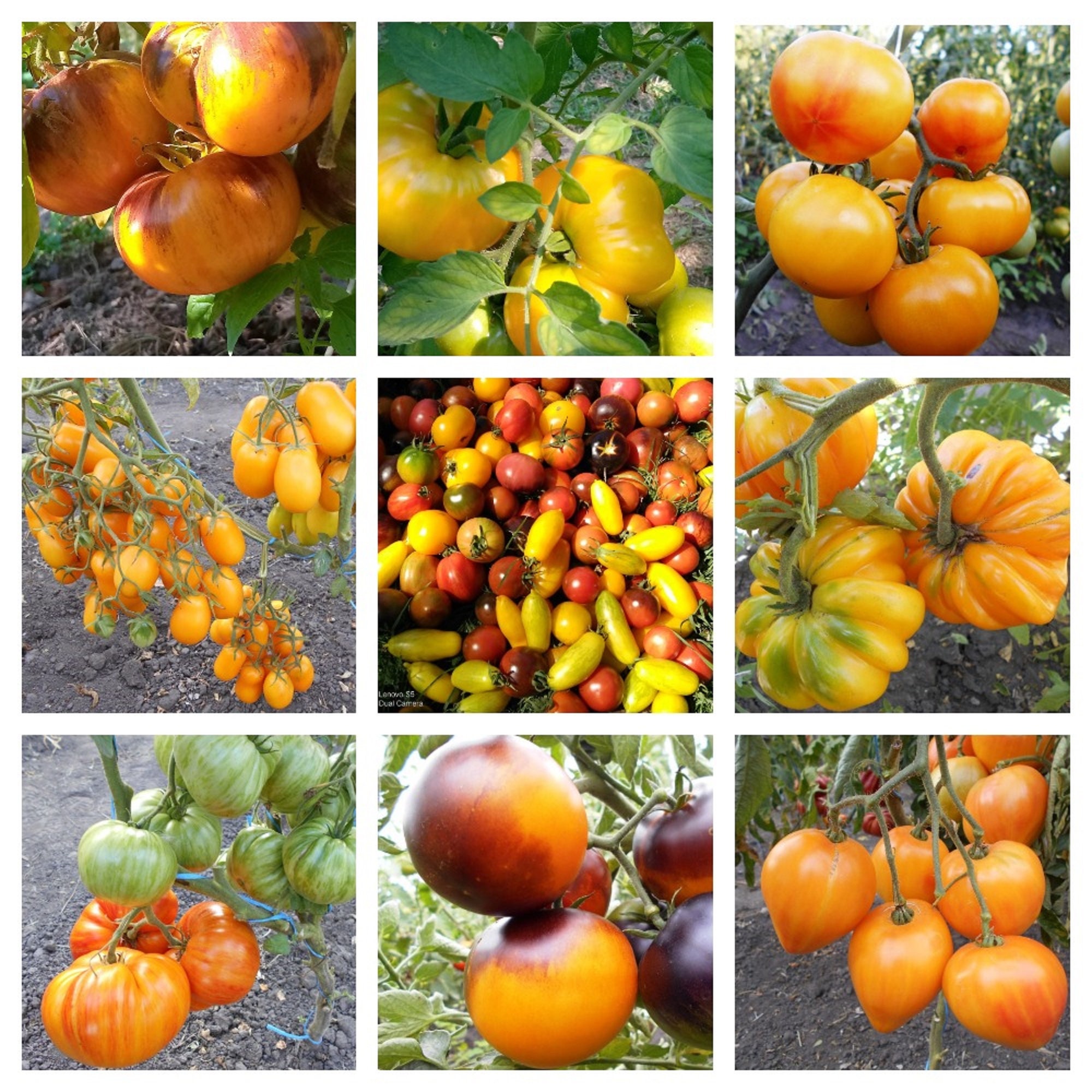 Tomatensamen gelb seltene Sammlung Tomaten gelb Bio Etsy