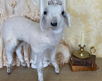 White Lamb Taxidermy Baby Sheep Taxidermy Mount - French Brocante, Shabby Chic Decor, Curiosities and Oddities Collection