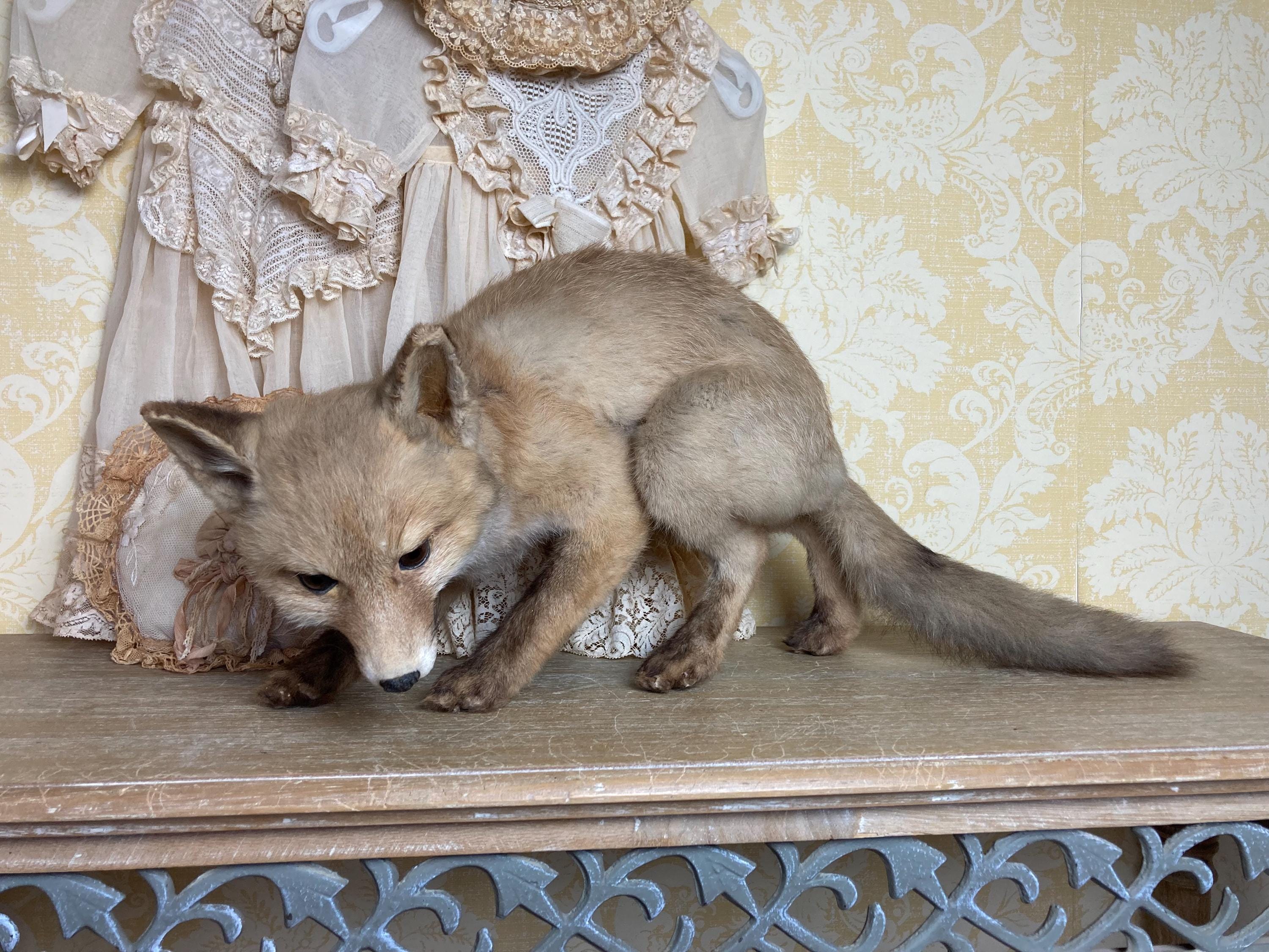 ハクビシンの剥製 置物 木製台座 ハクビシンの剥製 置物 木製台座