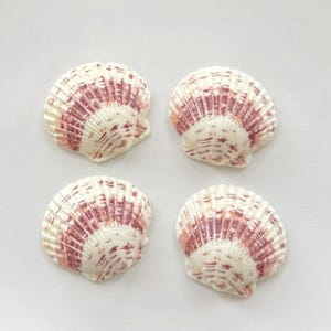 4 cabochons en résine de coquille Saint-Jacques, dos plat en coquillage océan pour bijoux créatifs DIY