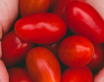 The Gift of Gardening - San Marzano Tomato Seeds - non-GMO, heirloom, open pollinated.