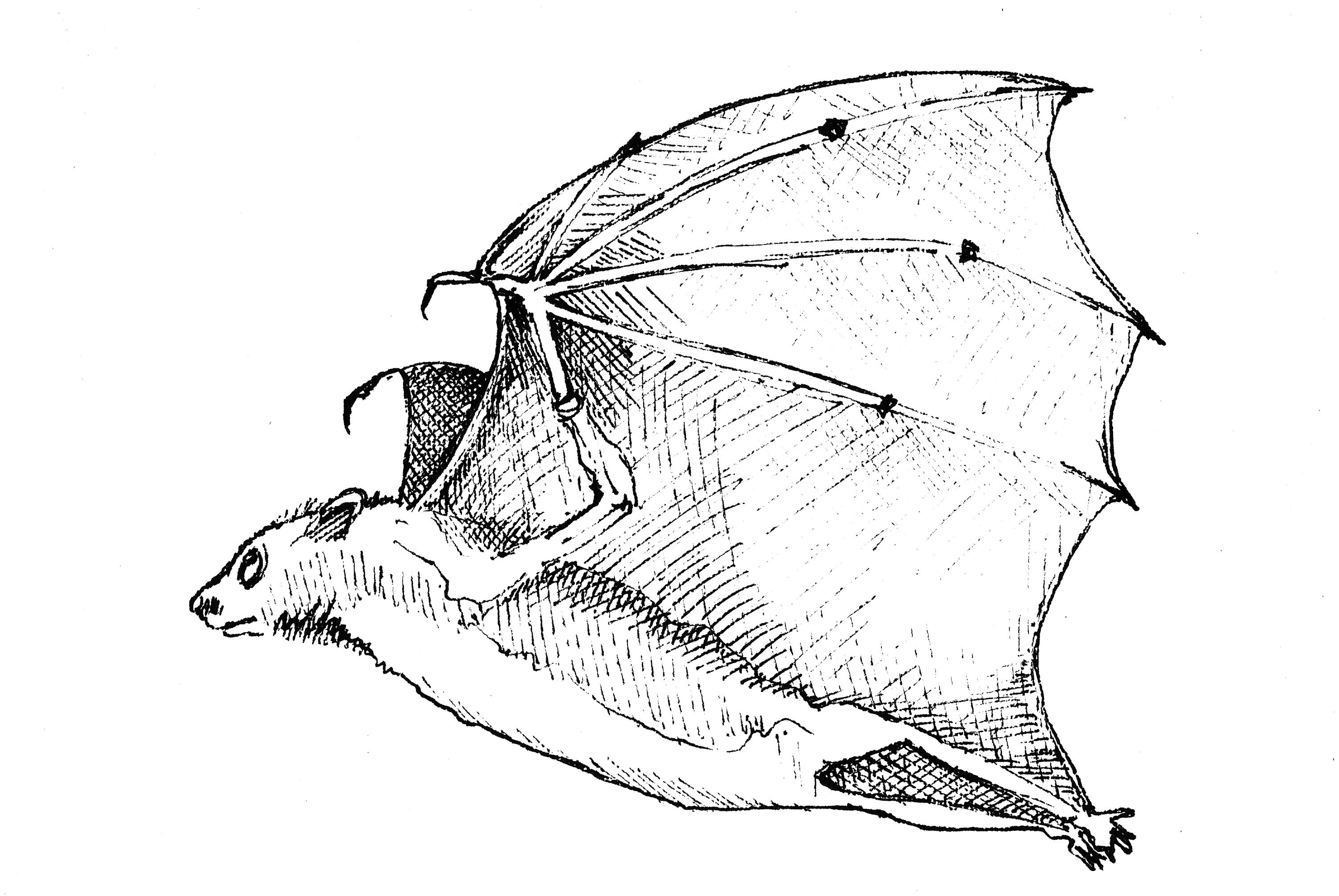 Bats Clipart Bat Mouse Clipart Watercolor Clipart Halloween Etsy