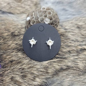 Puede incluir: Un par de pendientes de hueso blanco en forma de vértebra, expuestos en una tarjeta circular negra con un círculo blanco en el centro.