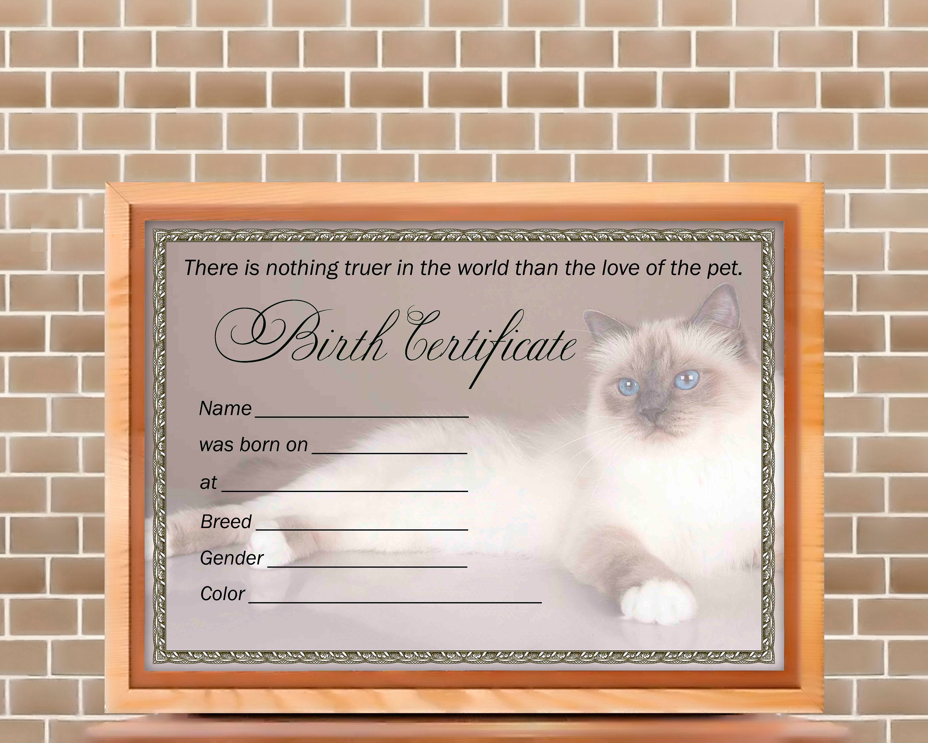 kitten-birth-certificate-digital-download-pet-cat-birth-etsy