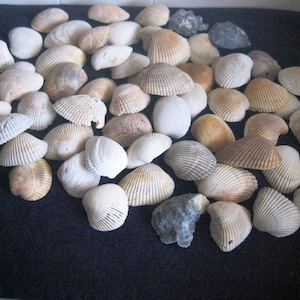 May include: A collection of various seashells in shades of white, tan, and brown, with ribbed textures. Some small, gray rocks are also present. The shells are scattered on a dark surface, creating a natural, coastal theme.